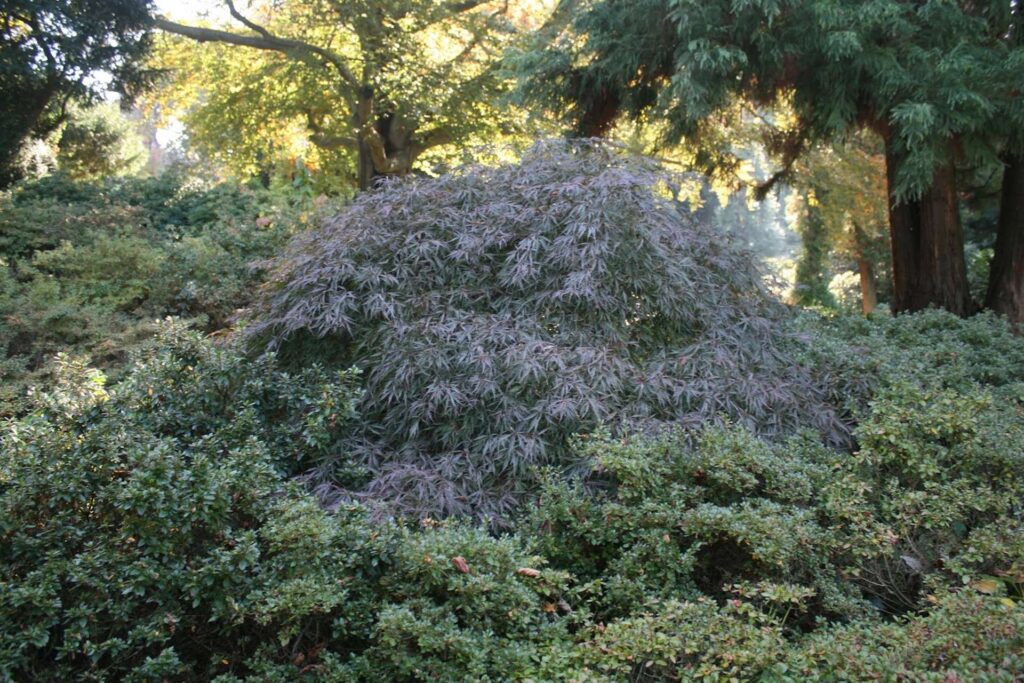 bujne, wielopiętrowe rabaty to jedna z cech ogrodu angielskiego