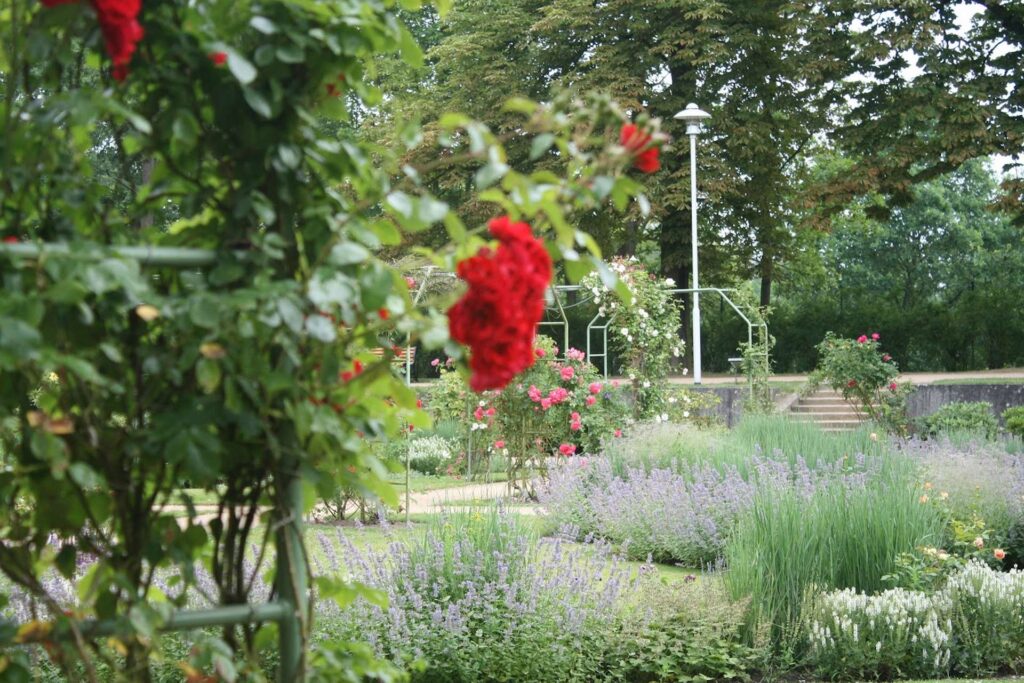 ogród angielski - pastelowe barwy, róże, bujne rabaty