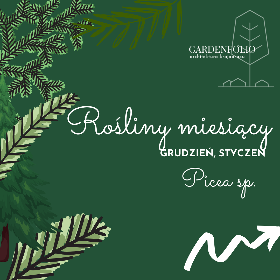 Rośliny miesięcy zimowych