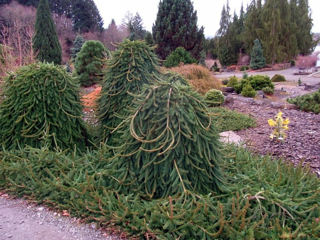 świerk Frohburg, w tle inne ciekawe iglaki
