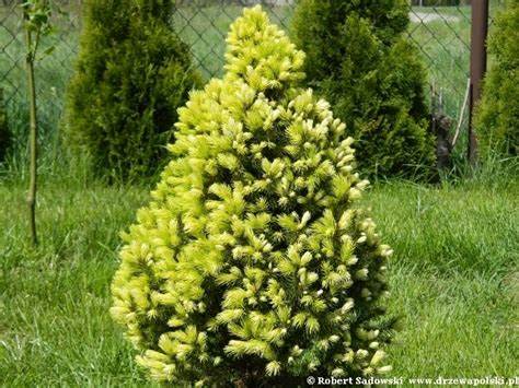 świerk o żółtych młodych przyrostach