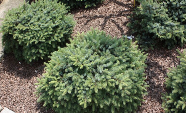 świerk o pokroju kulistym